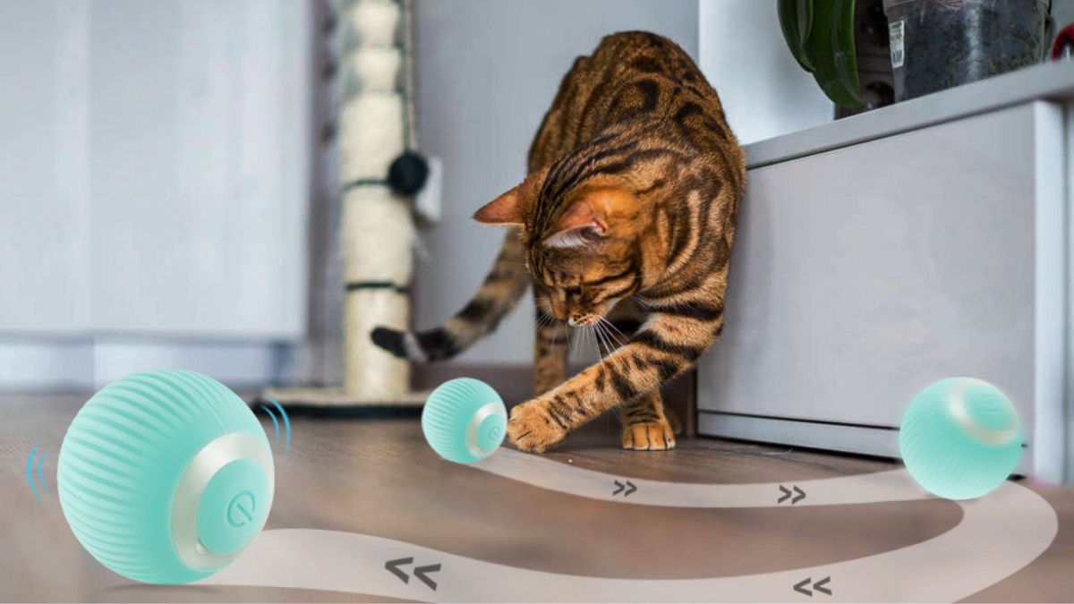 gadgets para gatos pelota amazon