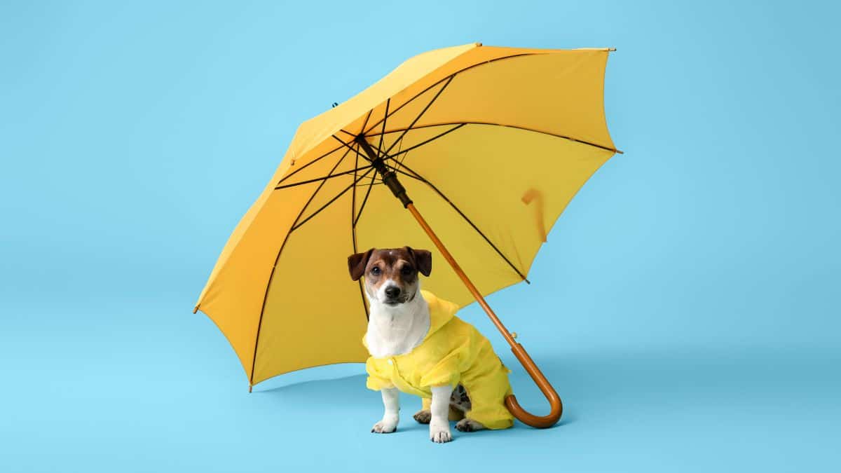 impermeable para perro amazon 2024 (3)